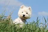 WESTIE 298